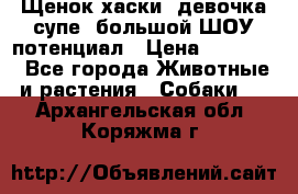 Щенок хаски, девочка супе, большой ШОУ потенциал › Цена ­ 50 000 - Все города Животные и растения » Собаки   . Архангельская обл.,Коряжма г.